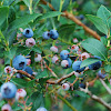 Northern highbush blueberry