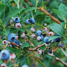 Northern highbush blueberry