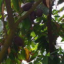 Cocoa Tree