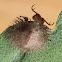 Owlfly (larva)