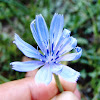 Chicory. Achicoria