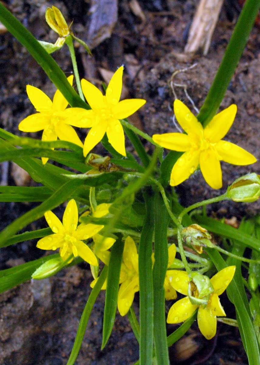Yellow Star Flower