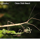 Grass Stick Insect