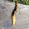 Pacific Banana slug