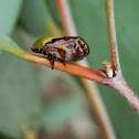 female spittle bug and tube