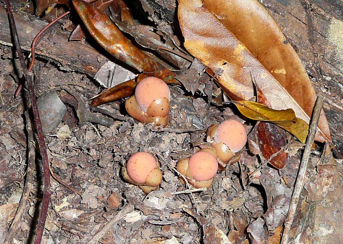 Fungus Root