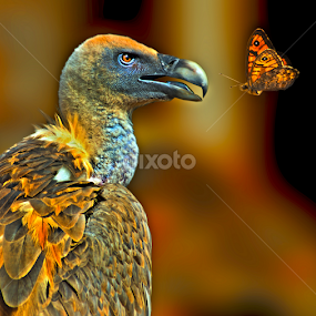 Vautour VS Papillon by Moussa Idrissi - Digital Art Animals