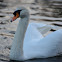 Mute Swan