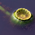 Spatterdock or cow lily
