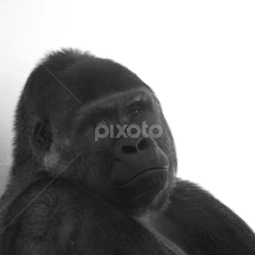 Thoughts by Nick Schroeder - Animals Other Mammals