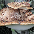 Dryad's Saddle