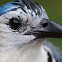 White-throated Magpie-Jay (Urraca Copetona)