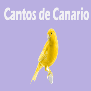 Cantos de Canario.apk 7