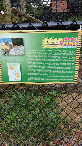Natural Bridge Zoo - Cougar
