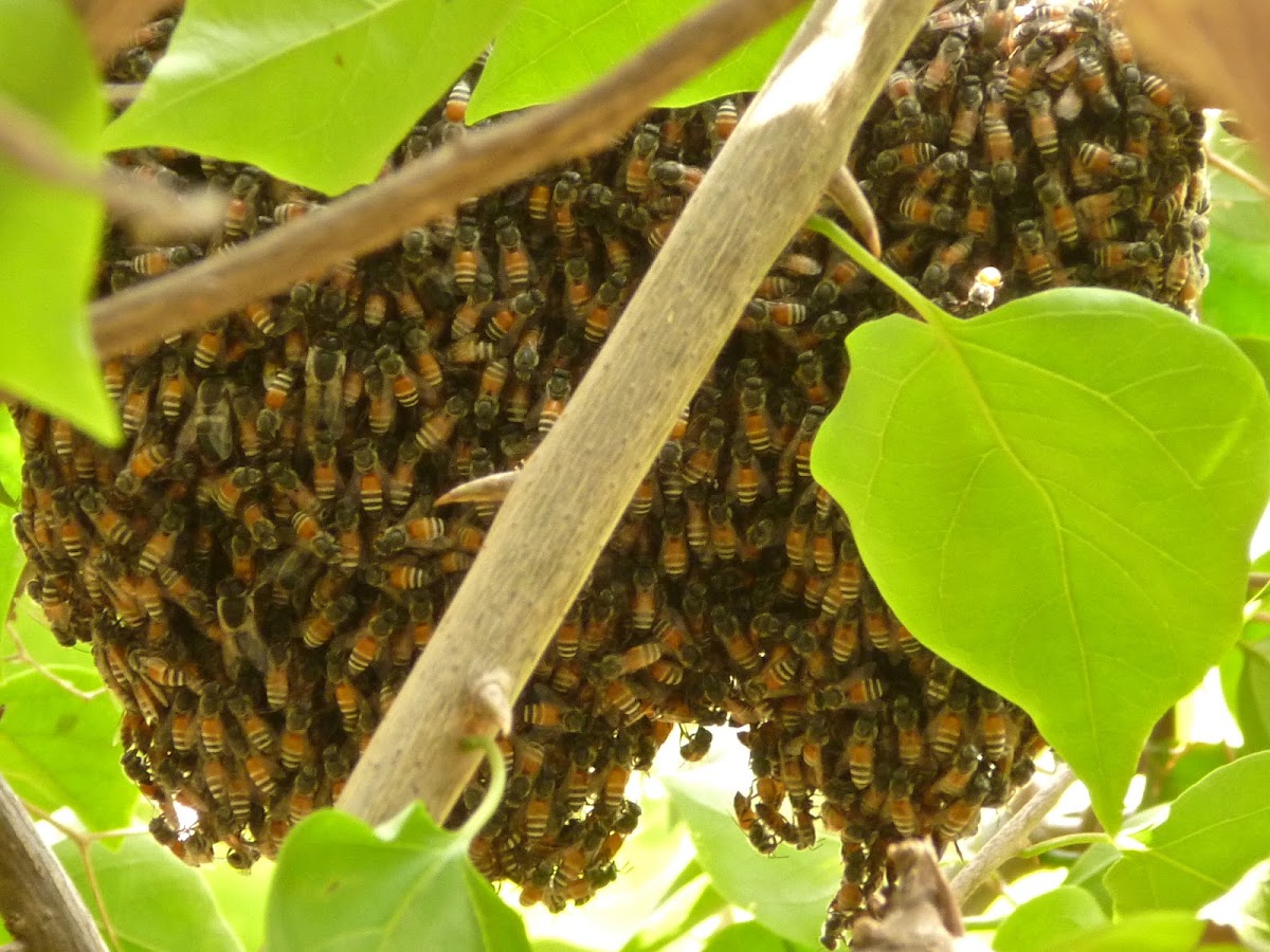 Dwarf Honeybee