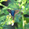 Turquoise longtail skipper