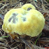 velvet top fungus (part 2)