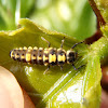14-spotted ladybird. Larva de mariquita de 14 puntos