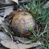 Earth Ball Fungus