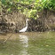 Eastern Great Egret