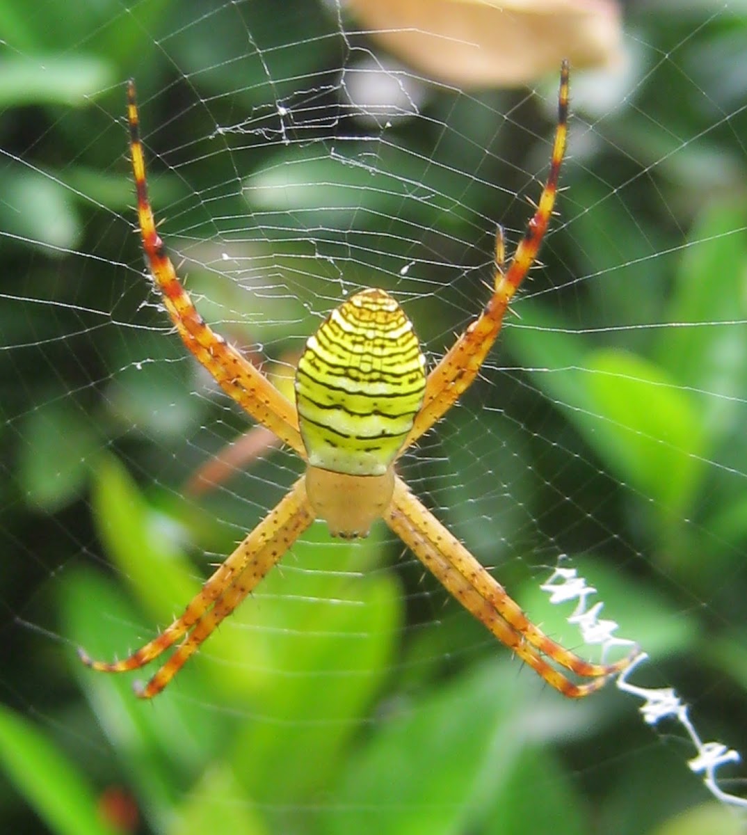 Banded Orb-weaving Spider