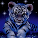 Small Tiger Under the Stars Li icon