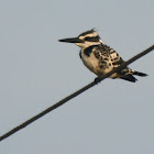 pied kingfisher