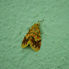 Common NameFootman Moth