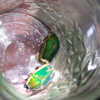 Green Fruit Beetle, Figeater Beetle