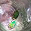 Green Fruit Beetle, Figeater Beetle