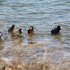 American Coots