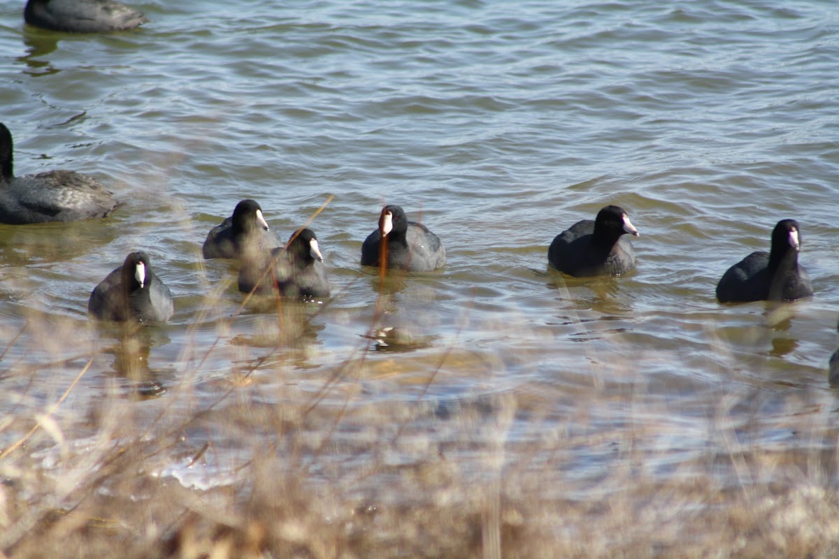 American Coots