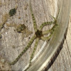 Banded brittle star