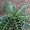 Leaf flower/chamber bitter