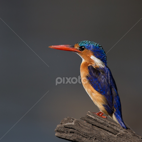 Malachite Kingfisher by Lourens Lee Wildlife Photography - Animals Birds