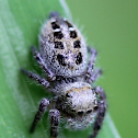 8 spot jumping spider