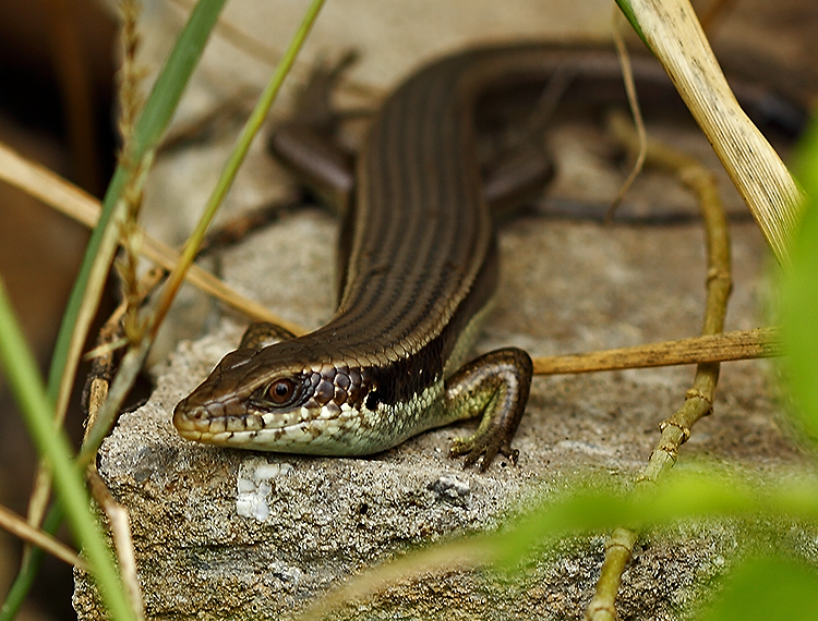 Long-tailed Sun Skink