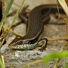 Long-tailed Sun Skink