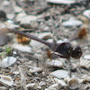 Slaty Skimmer