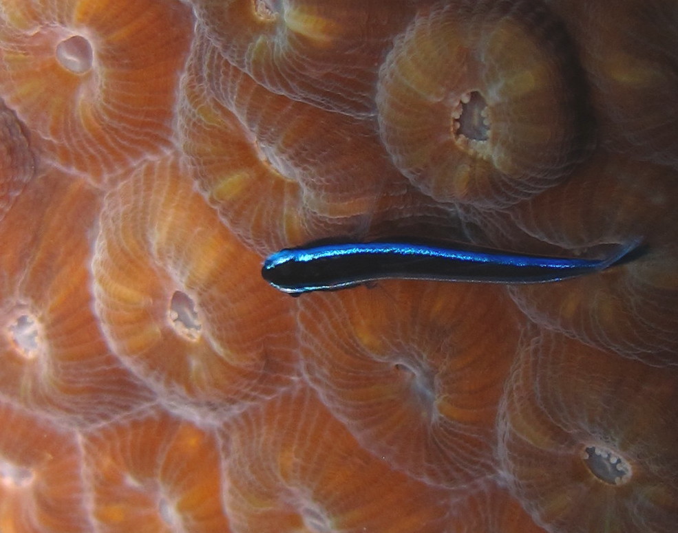 Caribbean cleaning goby