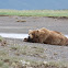 brown bears