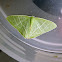 Emerald Plumbago Moth