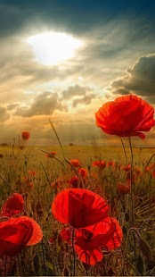 Download Flowers Live Wallpaper APK for PC