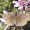 Juvenal's Duskywing Butterfly