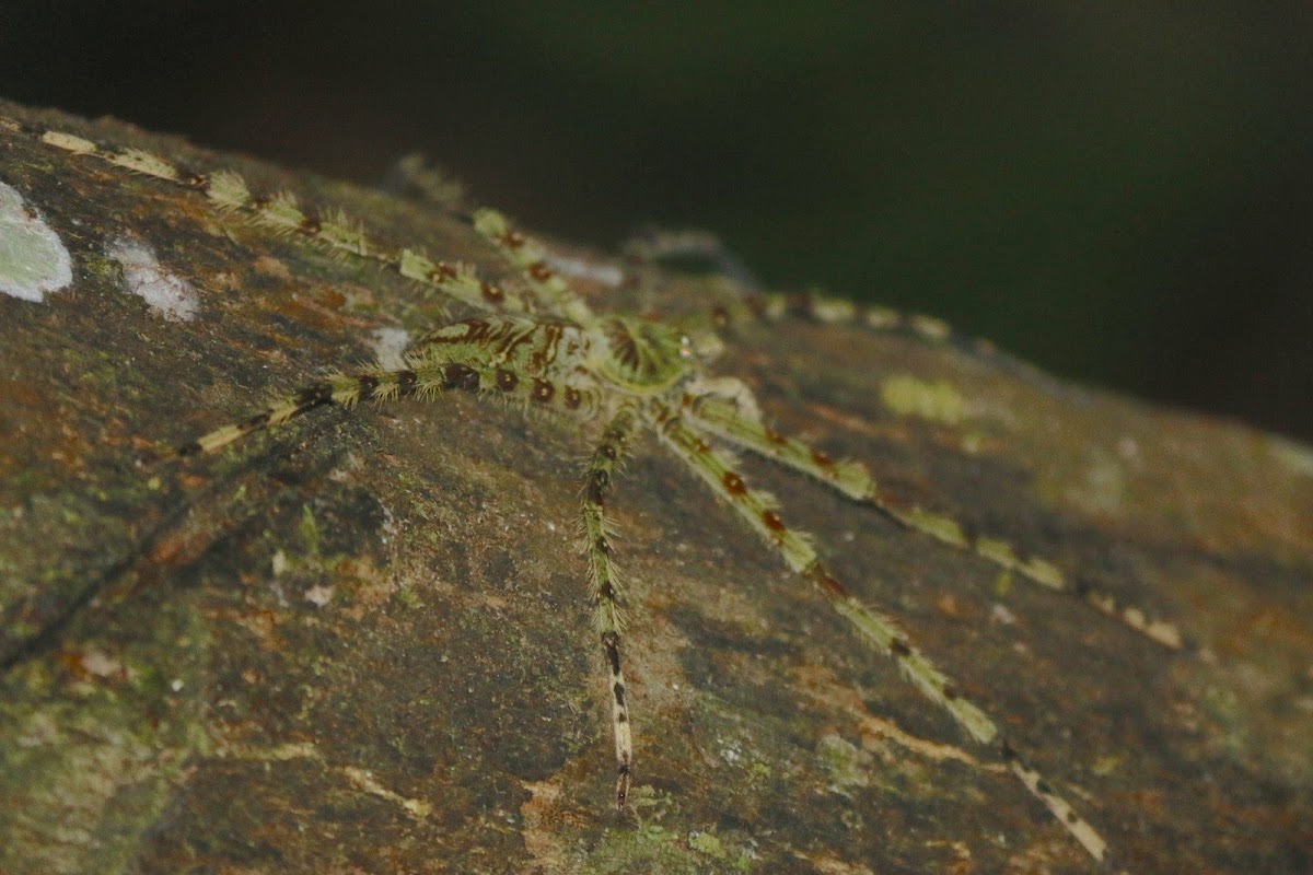 Lichen Spider