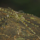 Lichen Spider