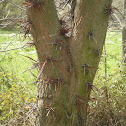 Acacia tres espinas. Honey locust