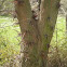 Acacia tres espinas. Honey locust