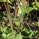 Dragonfly - Common Green Darner 
