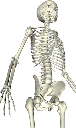 免費下載教育APP|Mobile Bones Anatomy app開箱文|APP開箱王